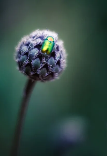 Pequeno bug macro — Fotografia de Stock