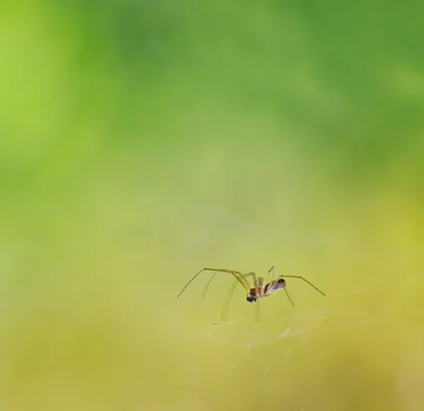 Spider in nature — Stock Photo, Image