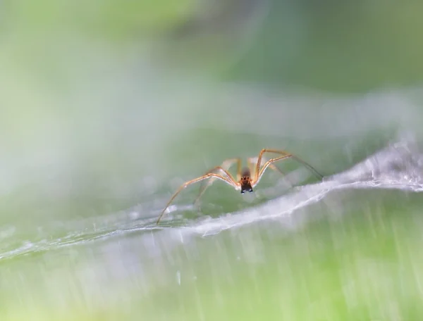 Spider in nature — Stock Photo, Image