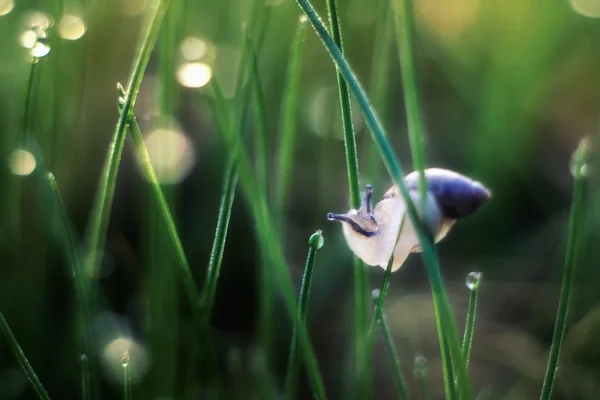 Beautiful snail macro — Stock Photo, Image