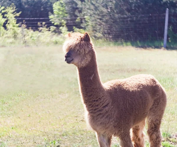 Alpaca ao ar livre — Fotografia de Stock