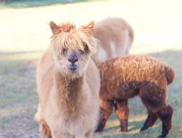 Alpaca in outdoor — Stock Photo, Image