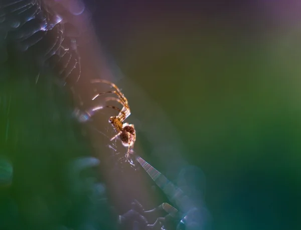 Aranha na natureza — Fotografia de Stock