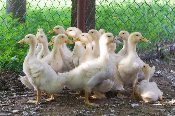 Young ducklings on farm — Stock Photo, Image