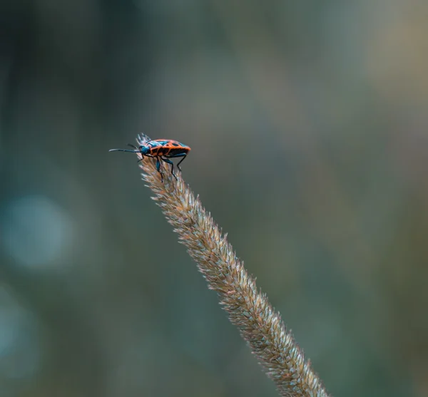 Pequeno bug macro — Fotografia de Stock