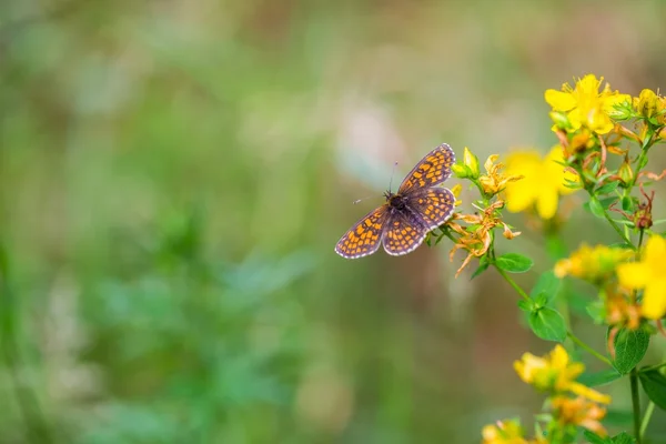 Bela borboleta sentado na planta — Fotografia de Stock