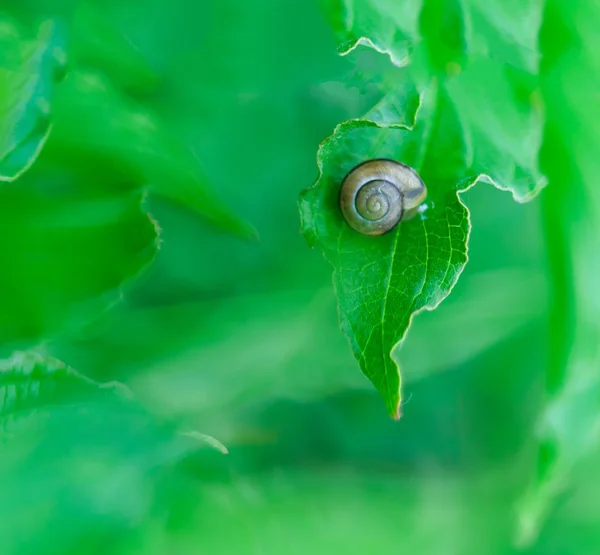 Belle macro escargot — Photo