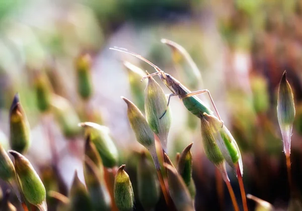 Küçük böcek makro — Stok fotoğraf