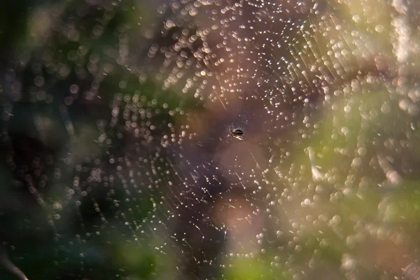 Aranha na natureza — Fotografia de Stock