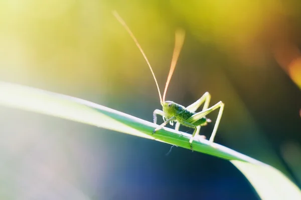 Grasshopper sitting on plant — Stock Photo, Image