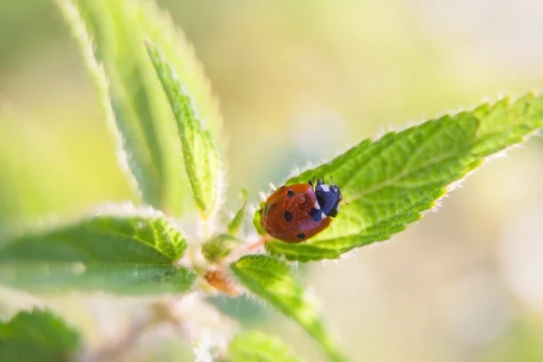 Springtime ladybug on plant — Stock Photo, Image