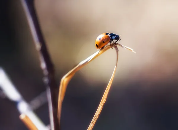 Springtime ladybug on plant — Stock Photo, Image