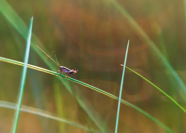 Grasshopper sitting on plant — Stock Photo, Image