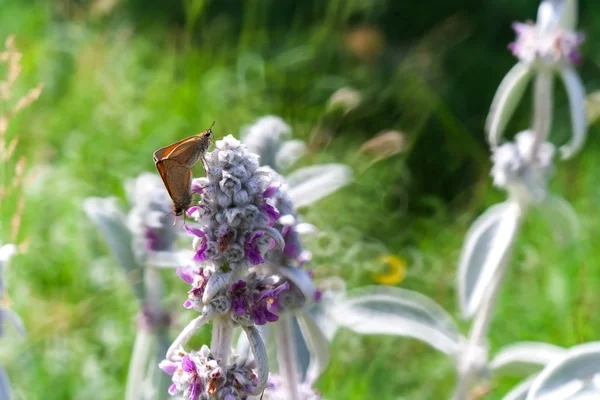 Piękny motyl siedzi na rośliny — Zdjęcie stockowe