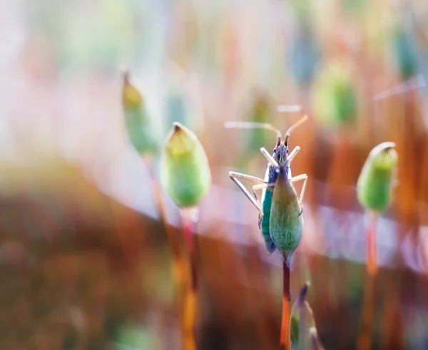 Little bug macro — Stock Photo, Image