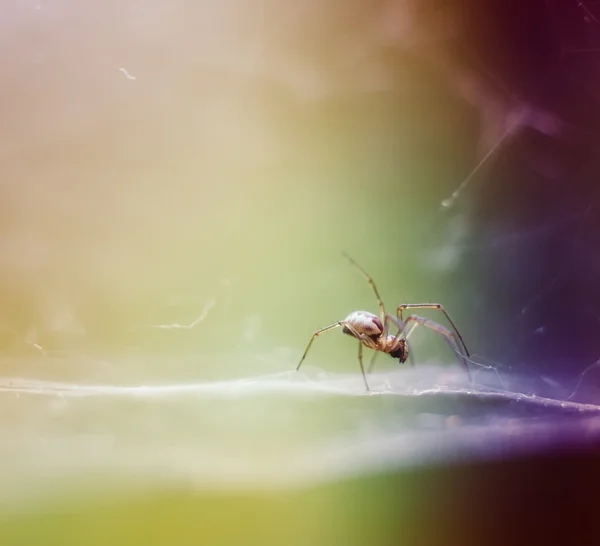 Spider in nature — Stock Photo, Image