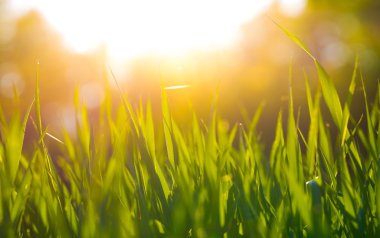 güzel yeşil çim arka plan