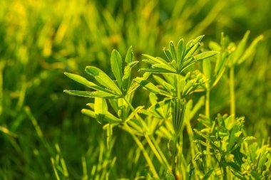 Yeşil lupin yaprakları