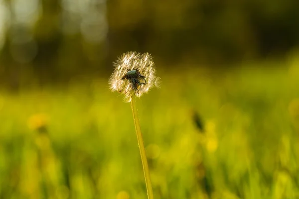 草原で撮影したタンポポの種 — ストック写真
