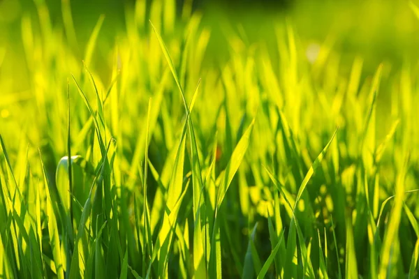 Schöne grüne Gras Hintergrund — Stockfoto