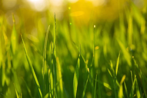 Schöne grüne Gras Hintergrund — Stockfoto