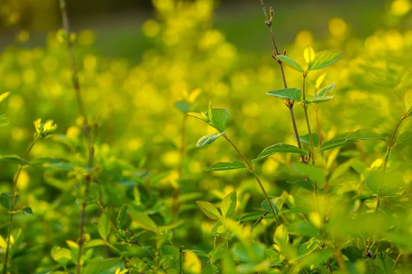 Yeşil bush genç yaprakları ile