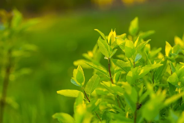 Arbusto verde con hojas jóvenes —  Fotos de Stock