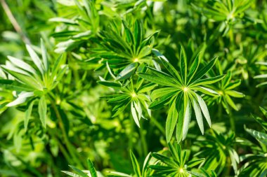 Lupinus büyük yeşil yaprakları