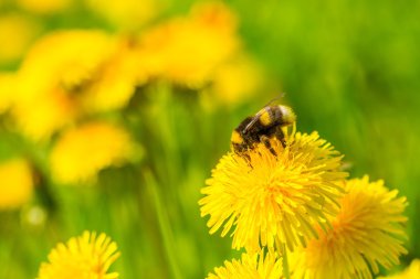 Sarı Karahindiba çiçeği üzerinde oturan bumblebee