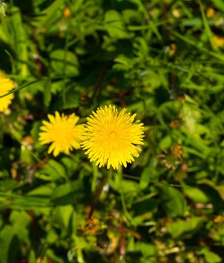 Karahindiba çiçek açan çiçekler, bahar