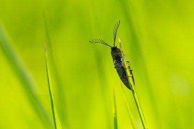 Çim bıçak üzerinde oturan böcek