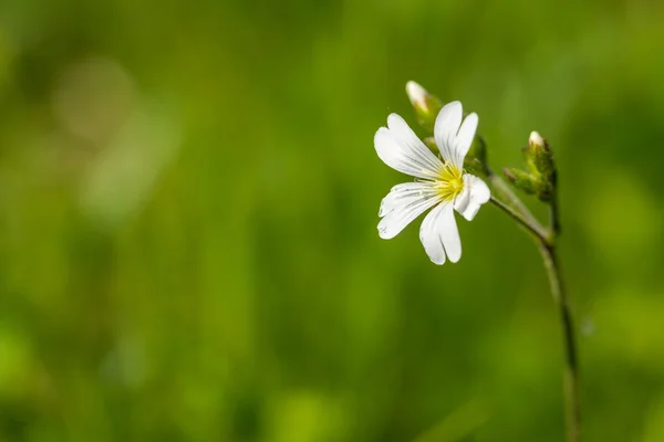Biały dziki kwiat w z bliska — Zdjęcie stockowe