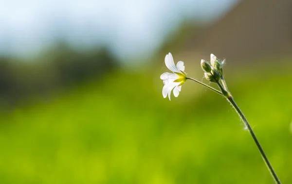 Beyaz kır çiçeği içinde yakın çekim — Stok fotoğraf