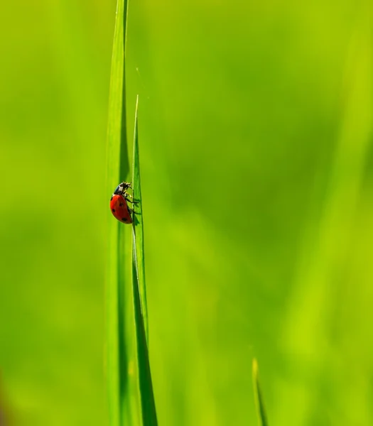 Marienkäfer sitzt auf Pflanze — Stockfoto