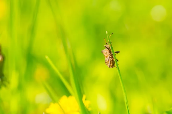 Bug sitting on grass blade — Stock Photo, Image