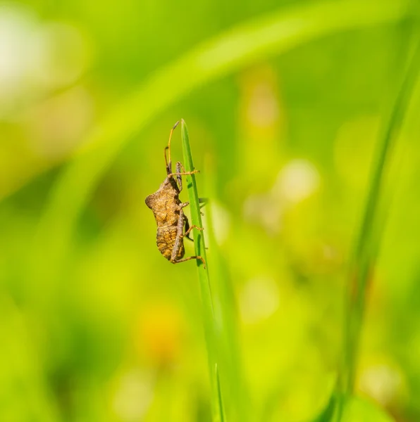 Bug sitting on grass blade — Stock Photo, Image