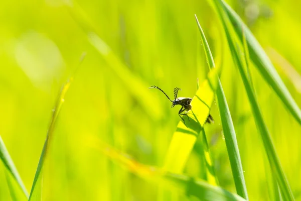 Bug sitting on grass blade — Stock Photo, Image