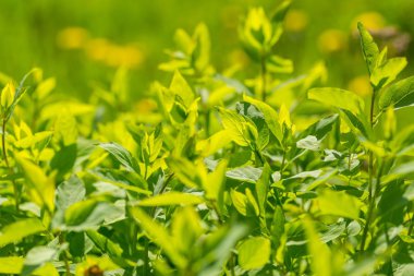 Bush taze yaprakları