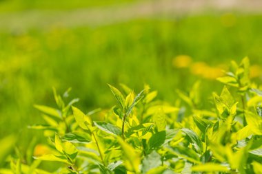 Bush taze yaprakları