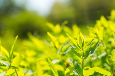 Bush taze yaprakları
