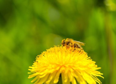 Arı polen karahindiba çiçek toplama