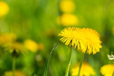 Karahindiba çiçek açan çiçekler, bahar