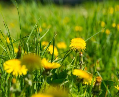 Karahindiba çiçek açan çiçekler, bahar