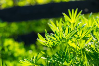 Lupinus büyük yeşil yaprakları