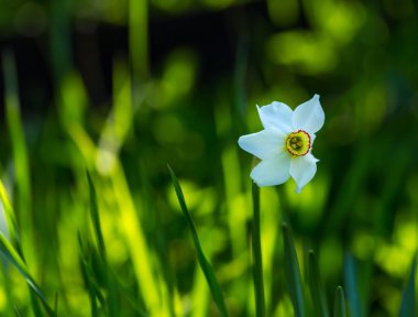 Beyaz nergis çiçek çiçeklenme ilkbahar