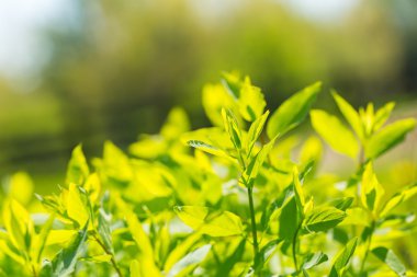 Bush taze yaprakları