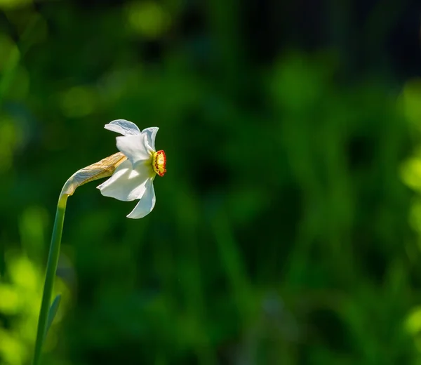 Fiore di narciso bianco che sboccia in primavera — Foto Stock