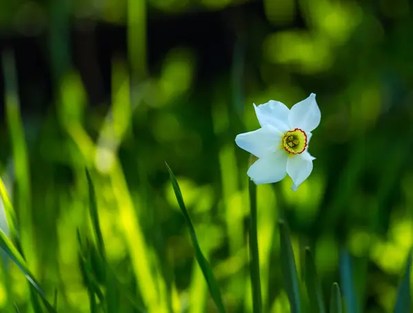 White narcissus flower blooming at springtime — Stock Photo, Image