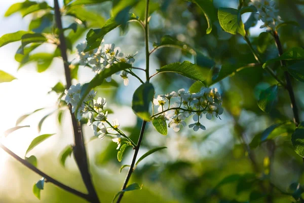 Beautiful bird cherry flowers — Stock Photo, Image