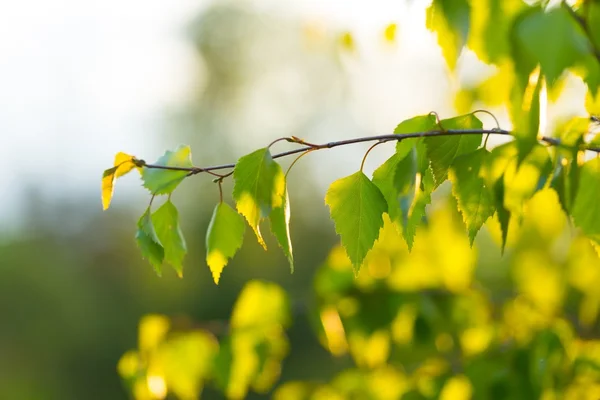 Прекрасные зелёные молодые березовые листья — стоковое фото